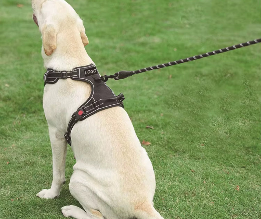 Hundsele med koppel – tryggare promenader varje dag