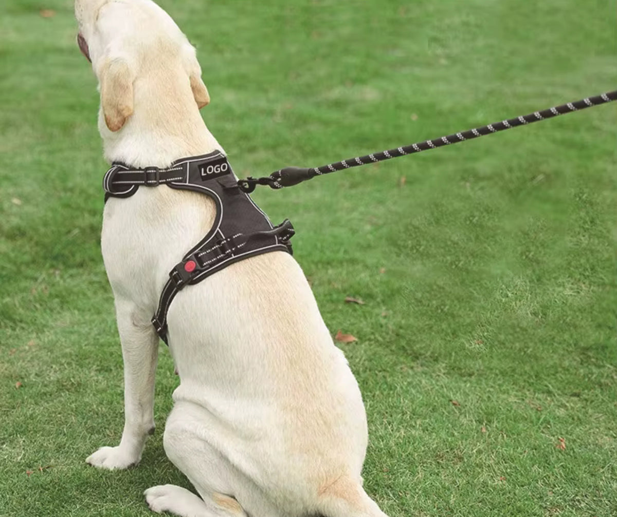 Hundsele med koppel – tryggare promenader varje dag