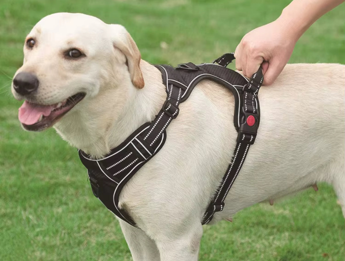 Hundsele med koppel – tryggare promenader varje dag
